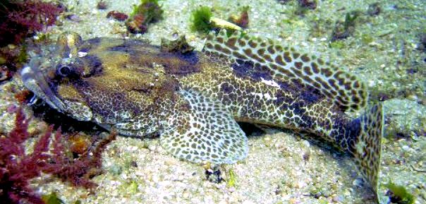 Halobatrachus didactylus_04.jpg